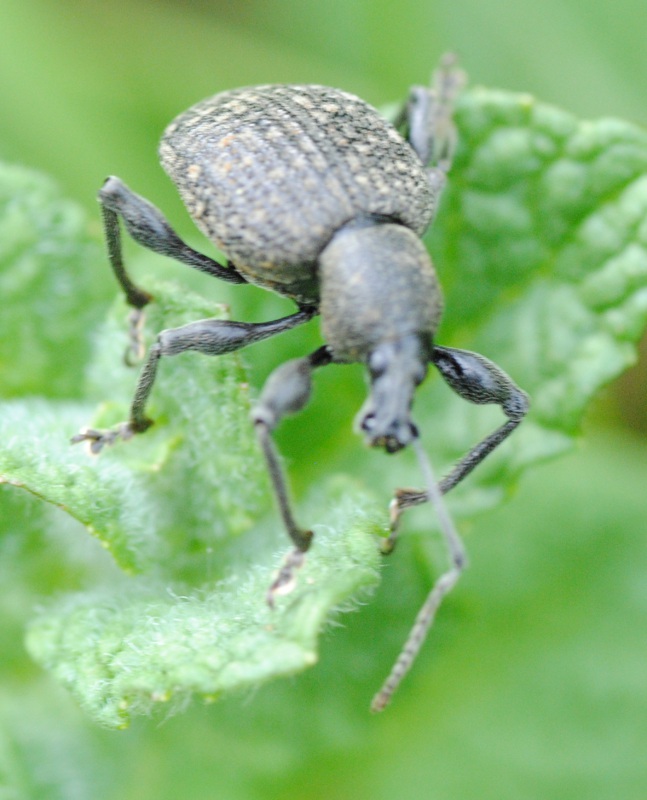 Ancora Id. - Otiorrynchus sp.